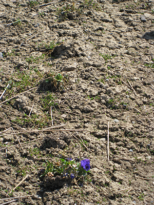 pansy unmulched